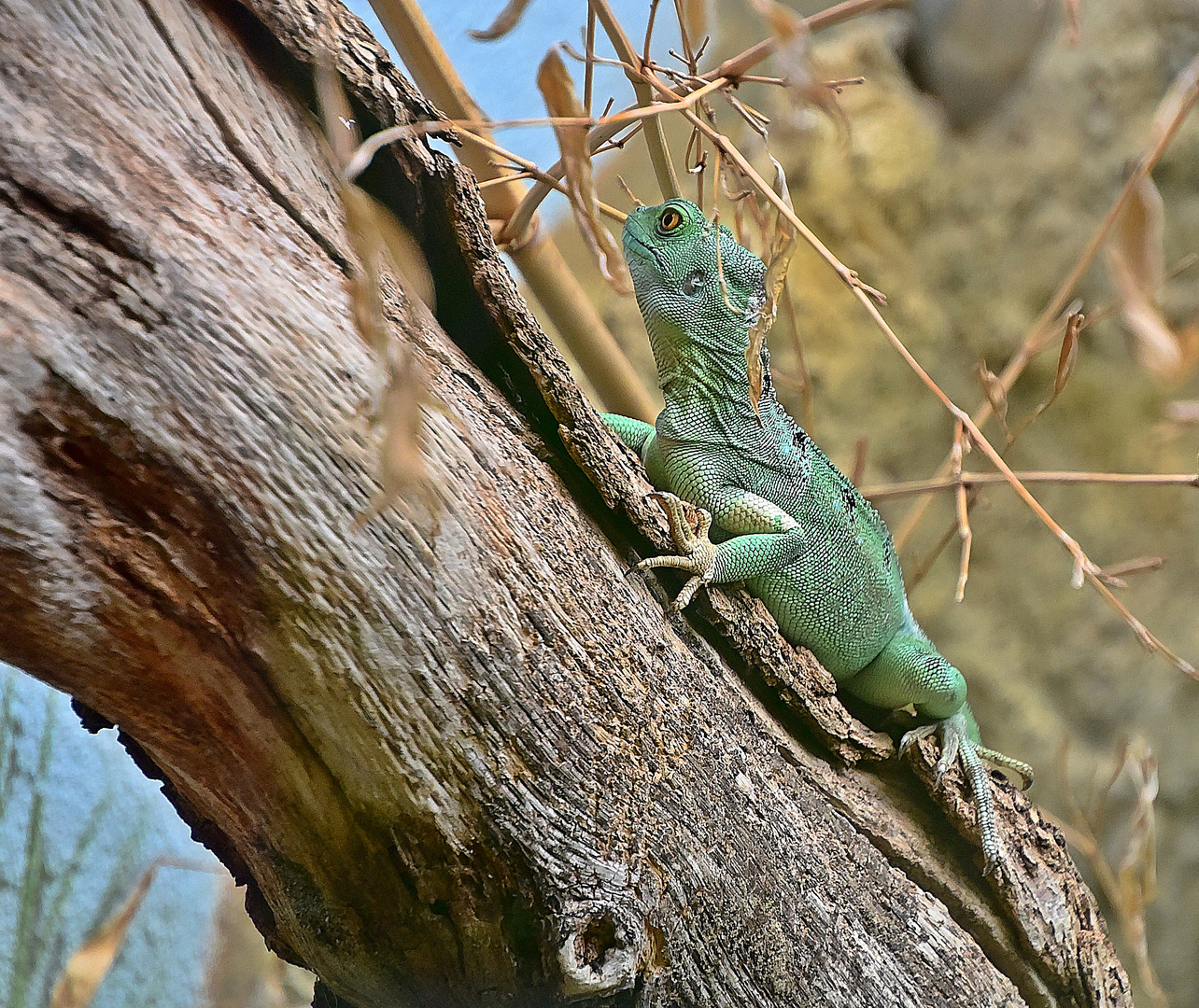 Stirnlappenbasilisk (Basiliscus plumifrons)