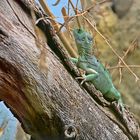 Stirnlappenbasilisk (Basiliscus plumifrons)