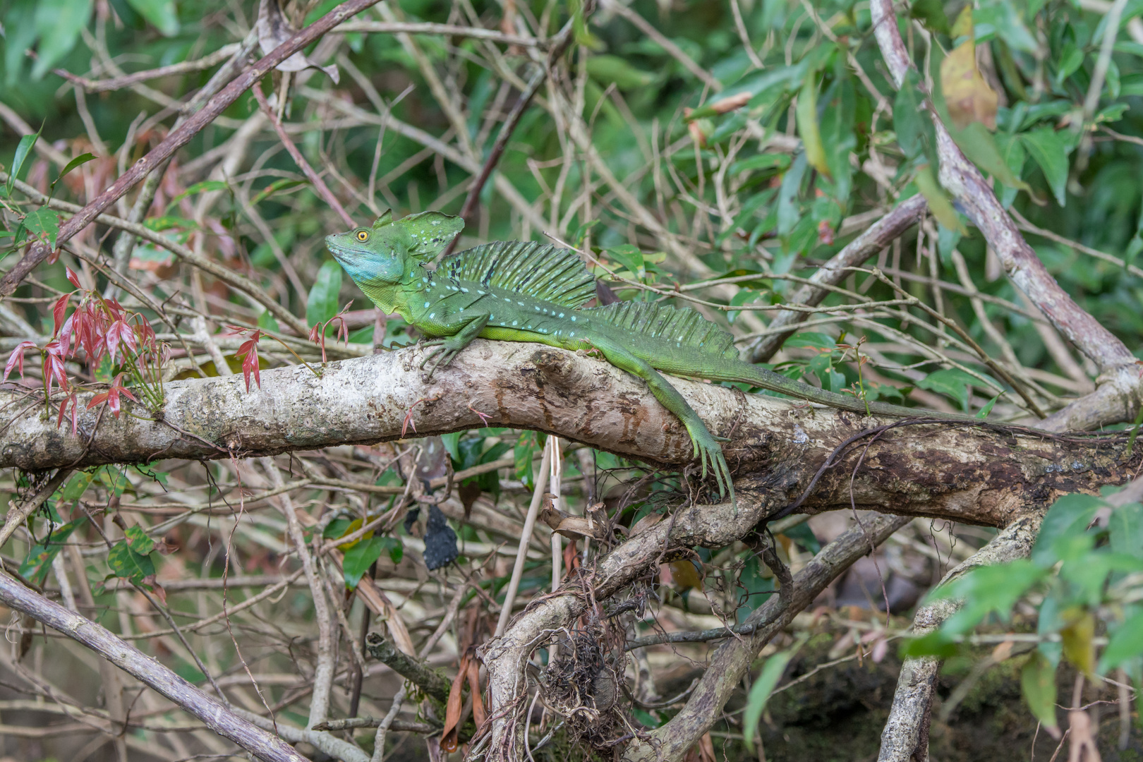 Stirnlappenbasilisk (Basiliscus plumifrons), Sarapiqui, Costa Rica