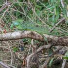 Stirnlappenbasilisk (Basiliscus plumifrons), Sarapiqui, Costa Rica