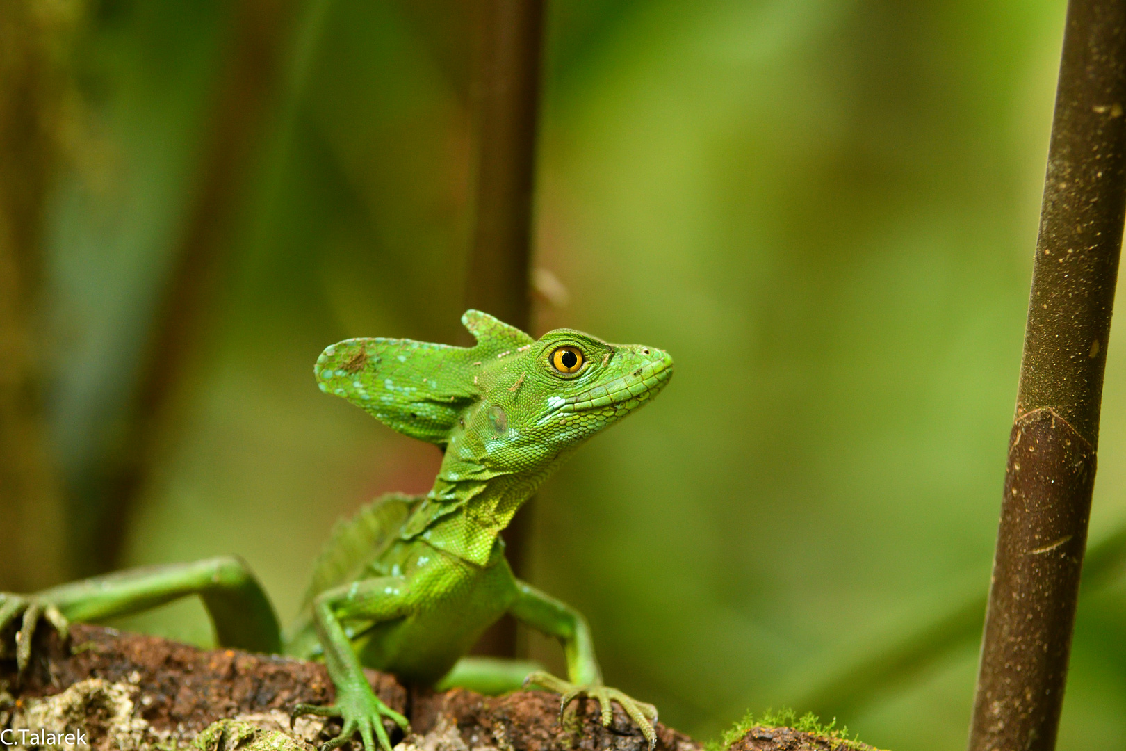 Stirnlappenbasilisk