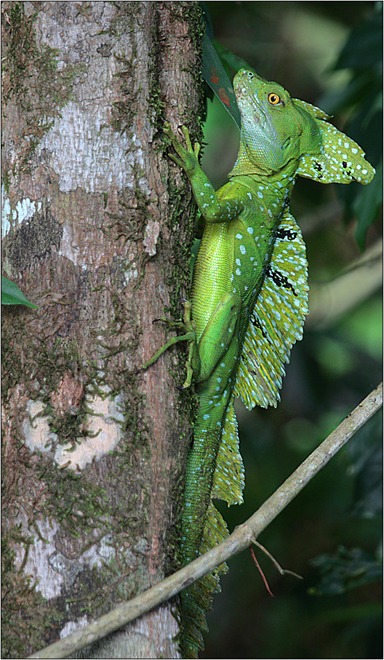 stirnlappenbasilisk / emerald basilisk / basiliscus plumifrons (25 cm)