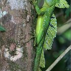 stirnlappenbasilisk / emerald basilisk / basiliscus plumifrons (25 cm)