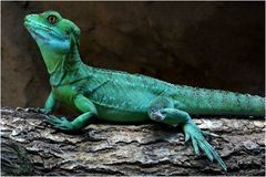 Stirnlappenbasilisk (Exotarium im Neuwieder Zoo)