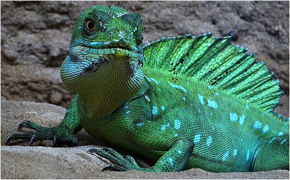 Stirnlappenbasilisk (Exotarium Zoo Neuwied)