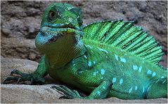 Stirnlappenbasilisk (Exotarium Zoo Neuwied)