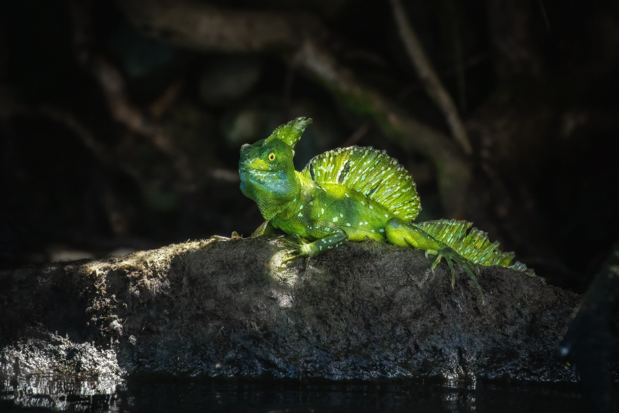 Stirnlappenbasilisk