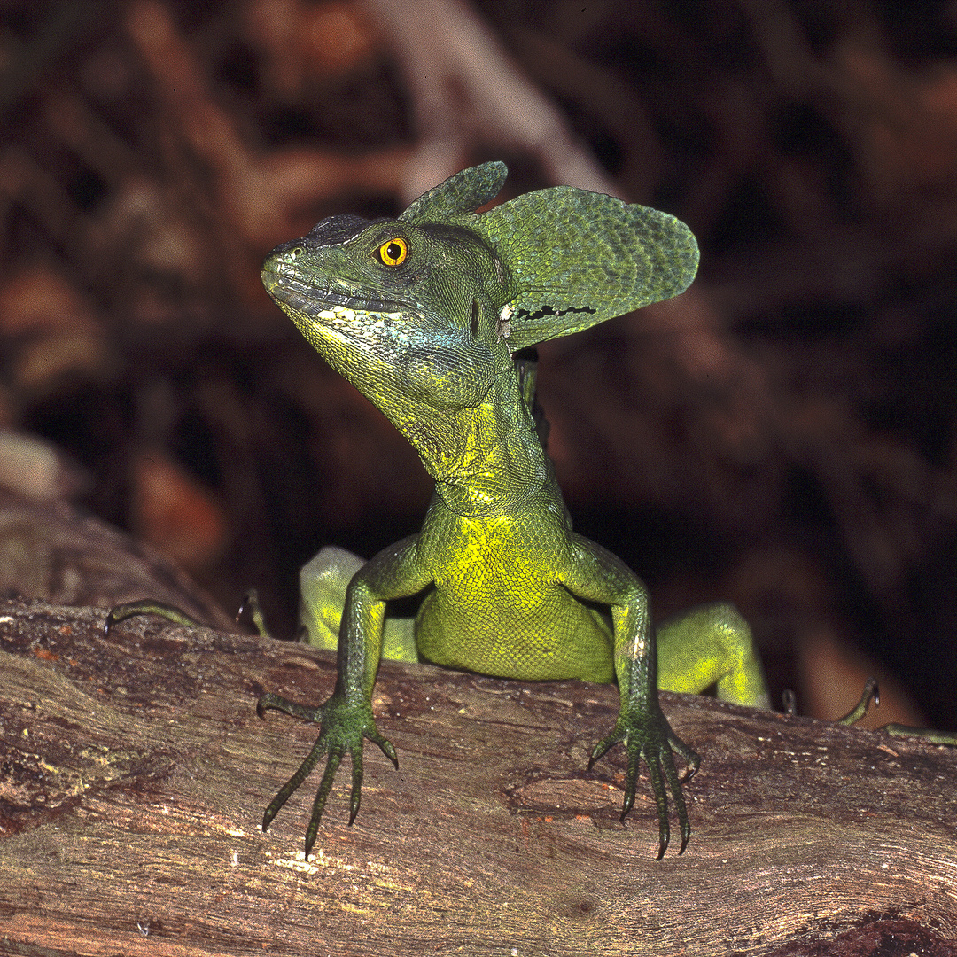 Stirnlappenbasilisk (Federbuschbasilisk)