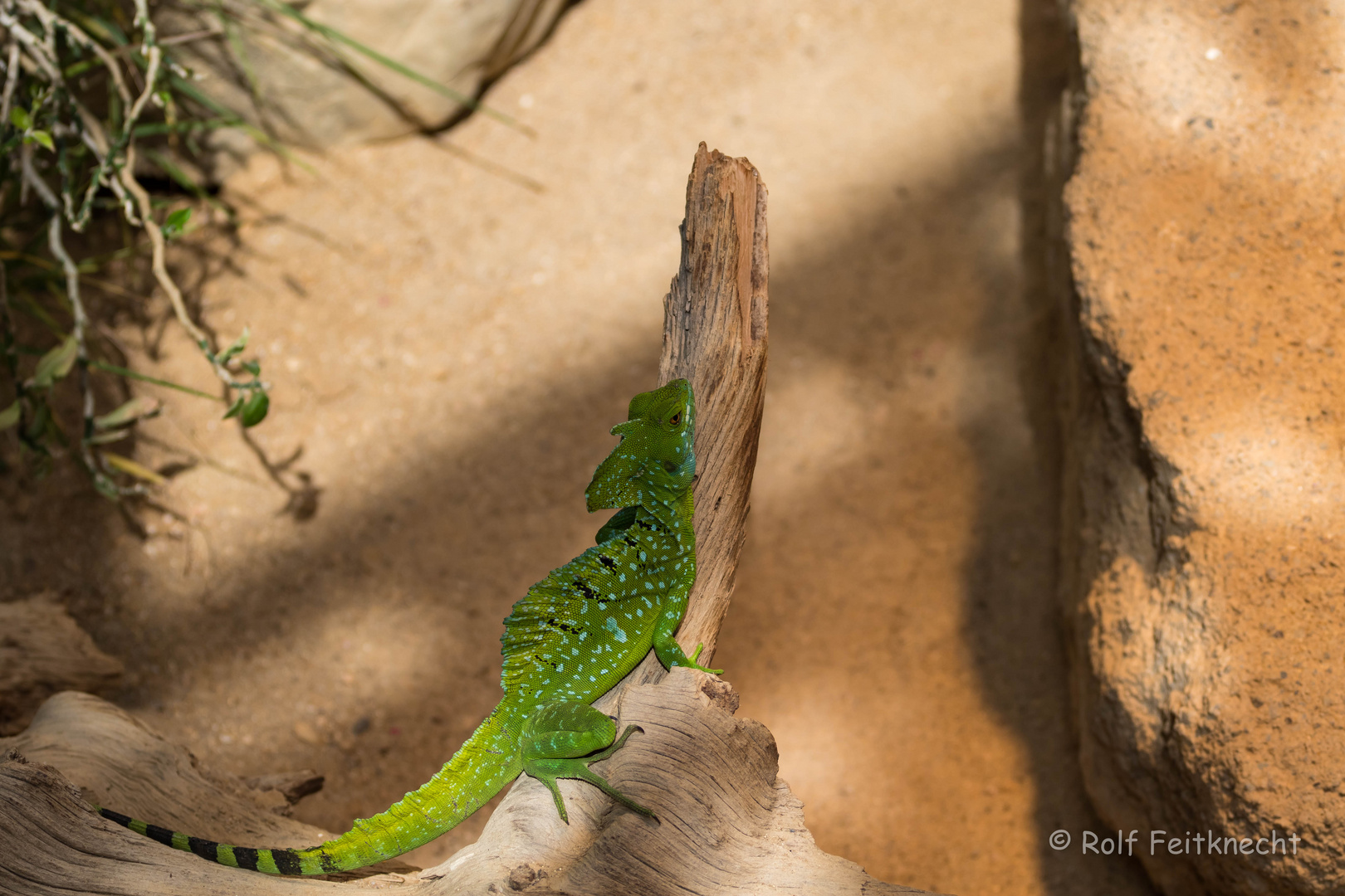 Stirnlappenbasilisk ganzkörper