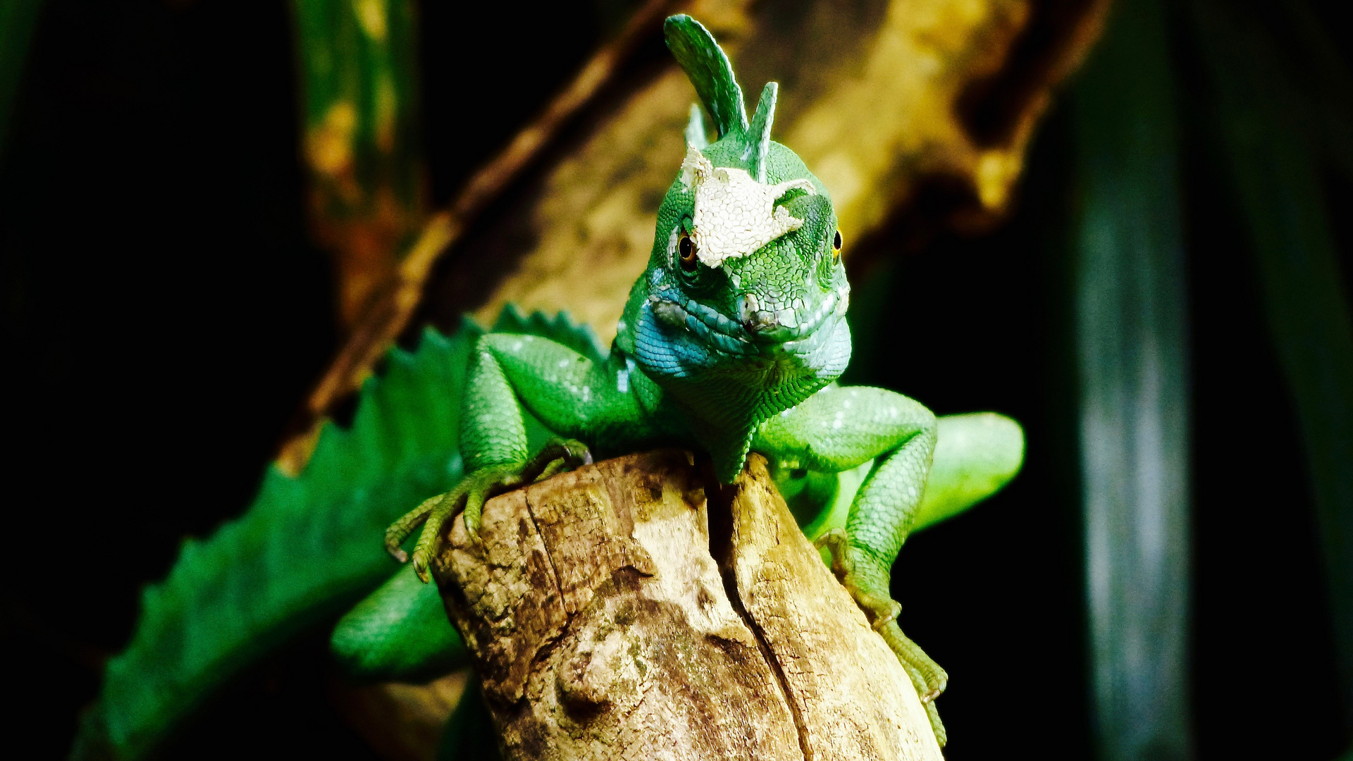 Stirnlappenbasilisk @ Hagenbeck