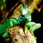 Stirnlappenbasilisk @ Hagenbeck