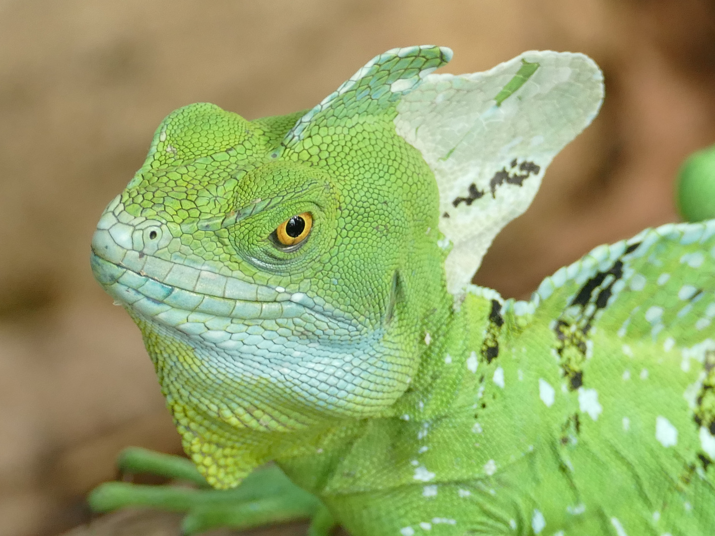 Stirnlappenbasilisk im Krefelder Zoo