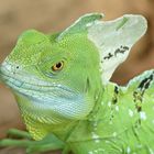 Stirnlappenbasilisk im Krefelder Zoo