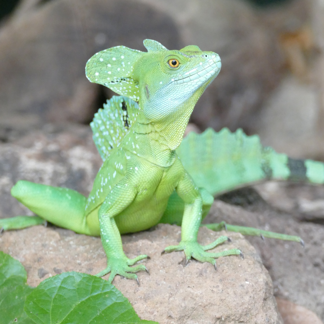 Stirnlappenbasilisk im Krefelder Zoo