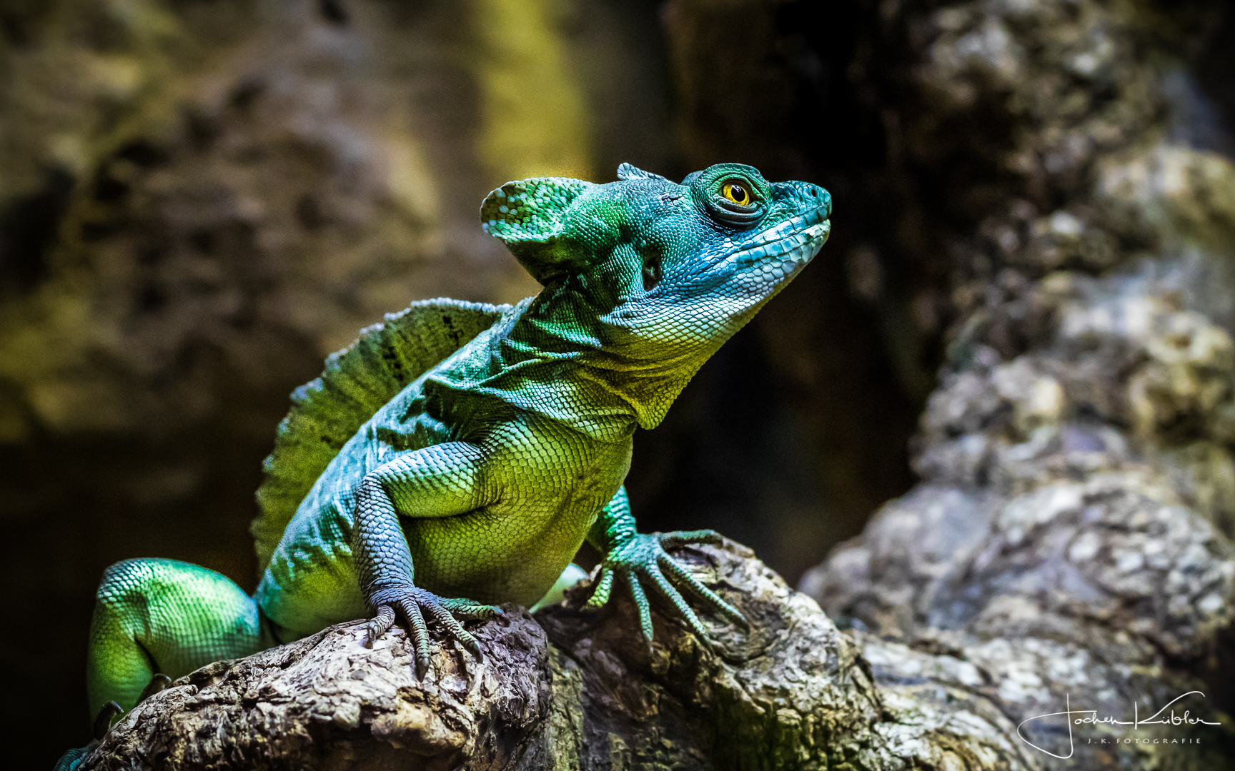 Stirnlappenbasilisk im Zoo BCN