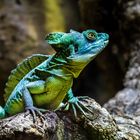 Stirnlappenbasilisk im Zoo BCN