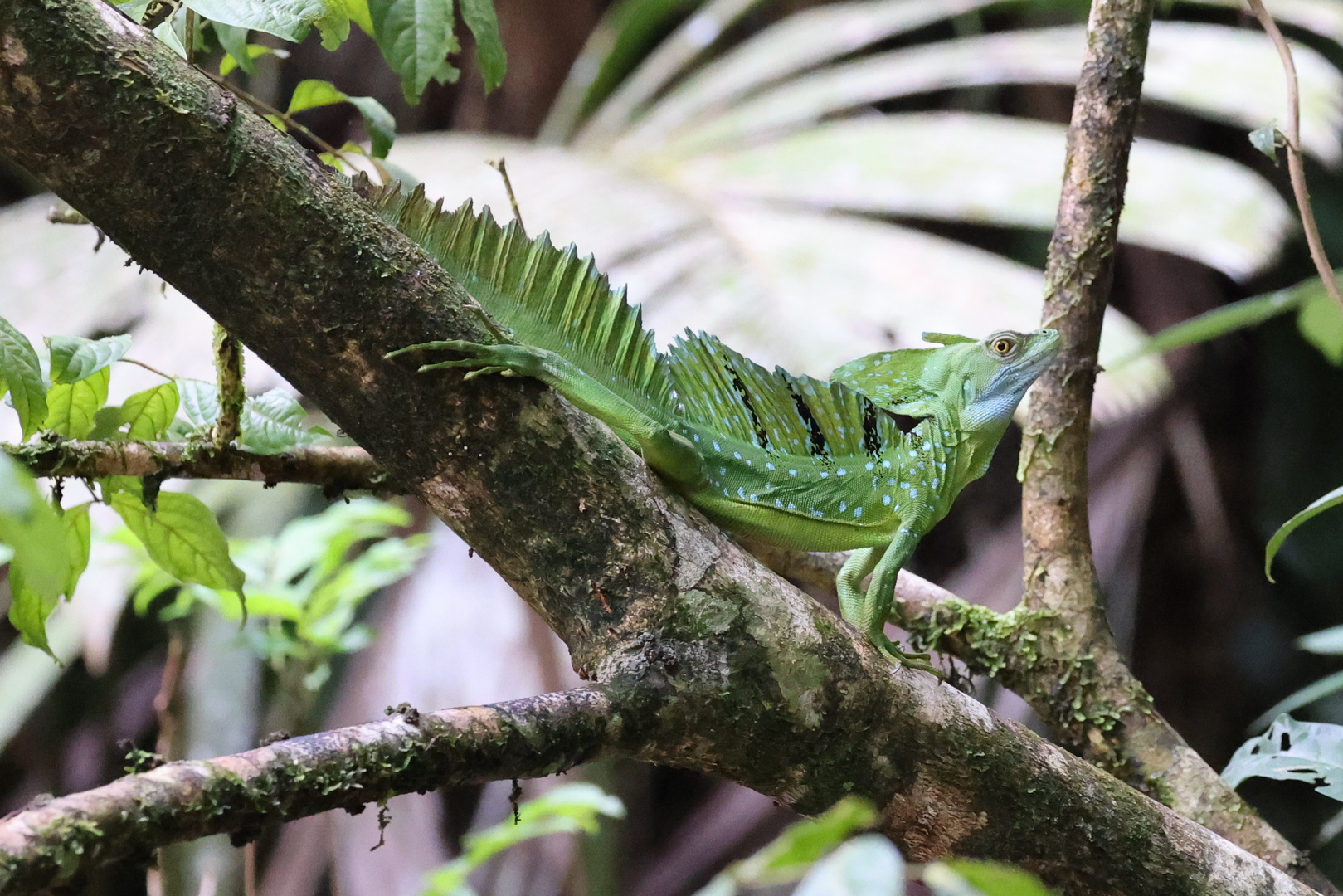 Stirnlappenbasilisk - Männchen