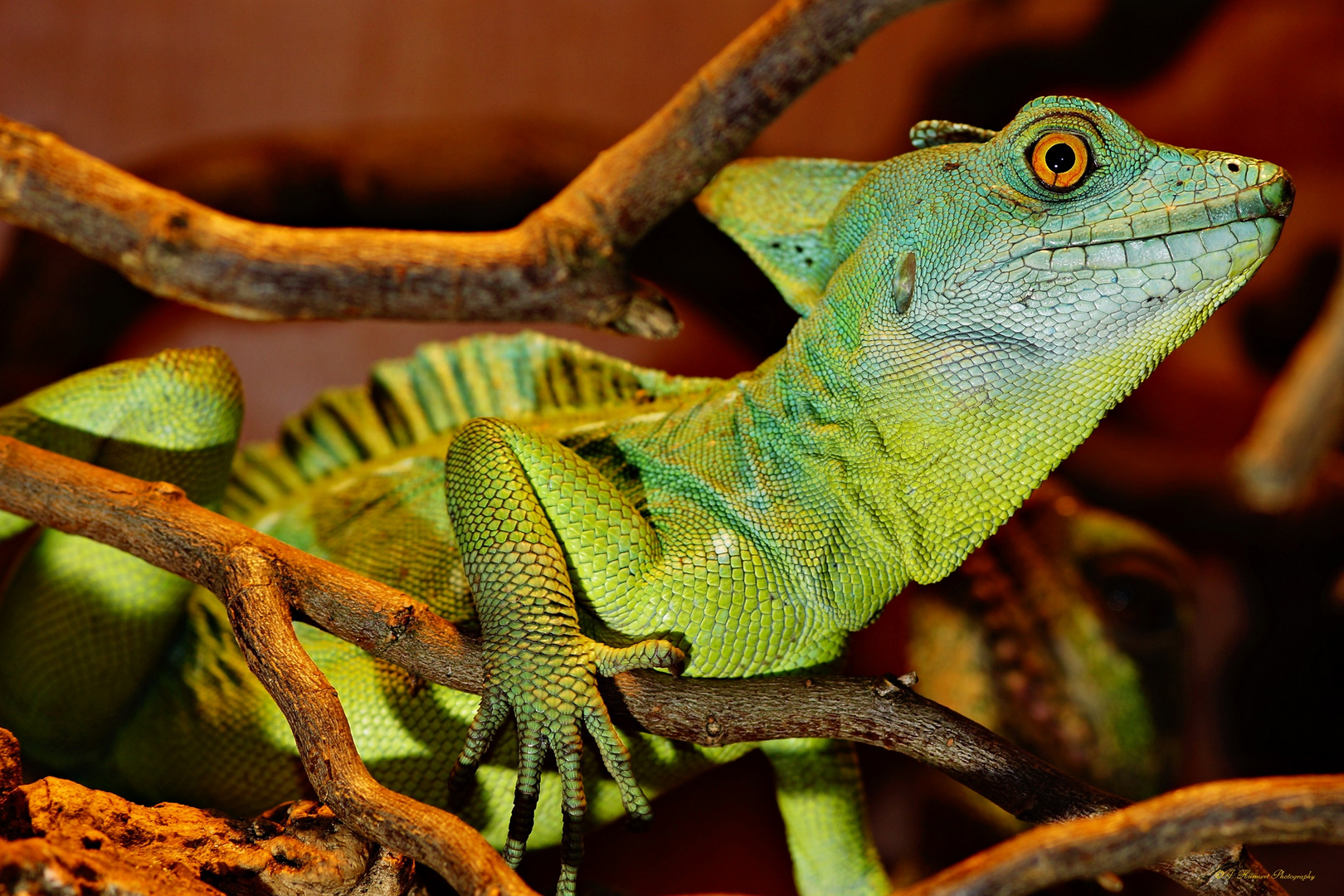 Stirnlappenbasilisk männl. / Weibchen im Hintergrund