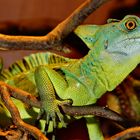 Stirnlappenbasilisk männl. / Weibchen im Hintergrund