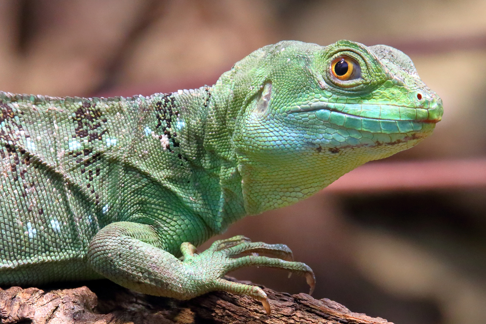 Stirnlappenbasilisk - Portrait - Zoologischer Garten Berlin