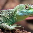 Stirnlappenbasilisk - Portrait - Zoologischer Garten Berlin