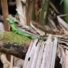 Stirnlappenbasilisk Weibchen