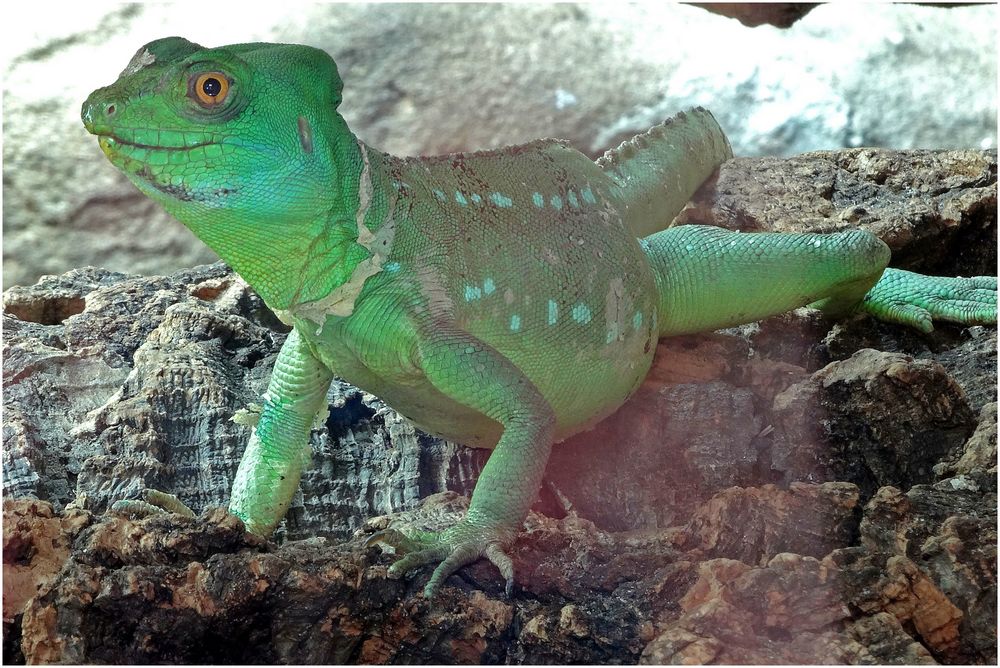 Stirnlappenbasilisk (Zoo Neuwied)