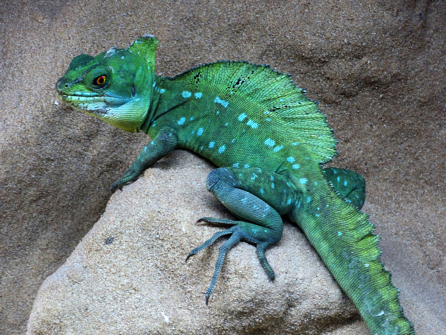 Stirnlappenbasilisk (Zoo Neuwied)