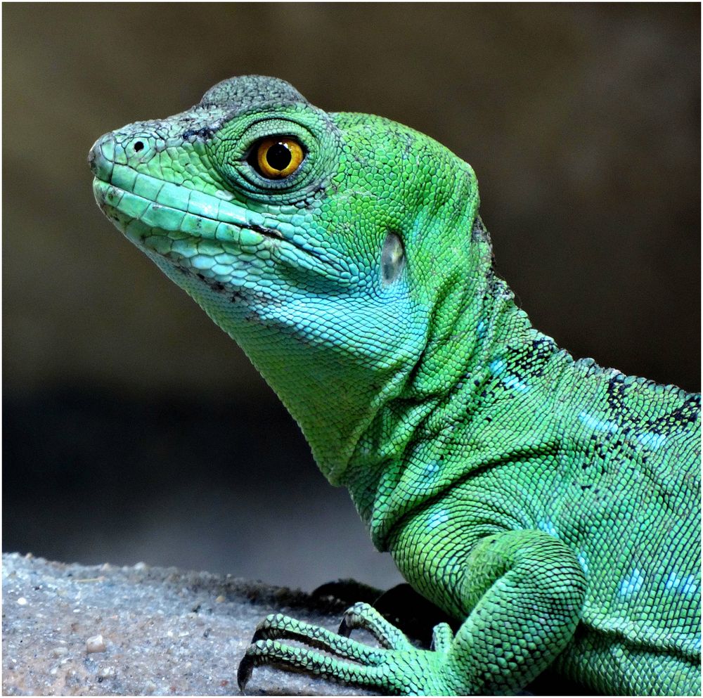 Stirnlappenbasilisk (Zoo Neuwied)