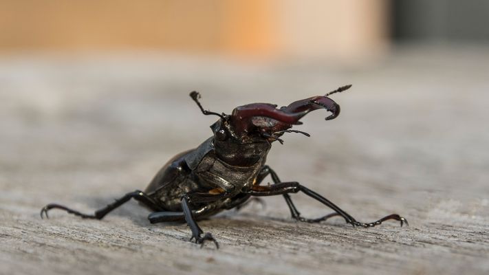 " Stirnwaffenträger "