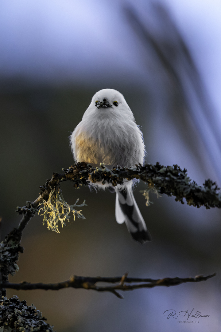 Stjärtmes_Tail tit