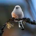 Stjärtmes_Tail tit