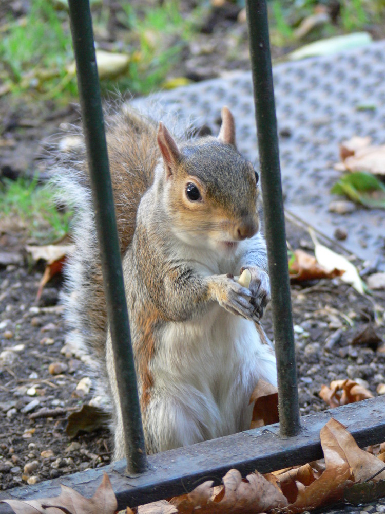 St.James Park