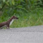 Stoat