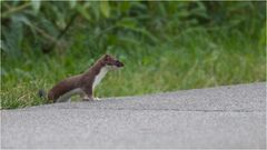 Stoat