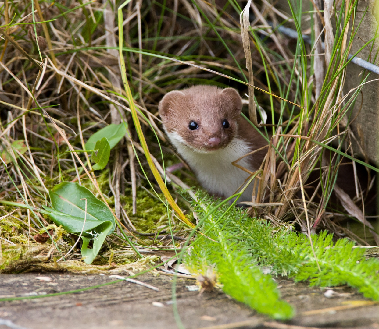 stoat