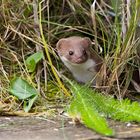 stoat