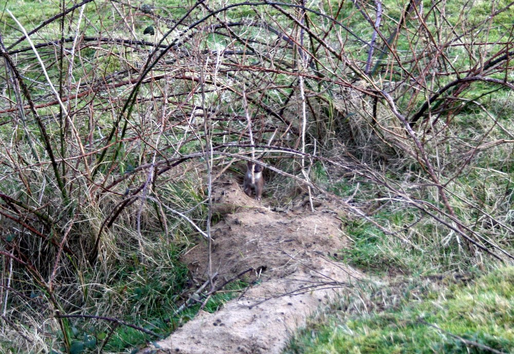 Stoat at the Door