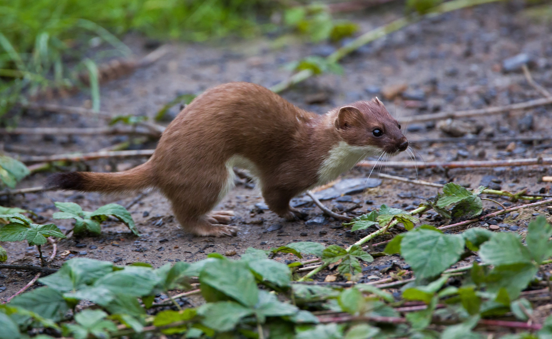 stoat