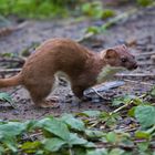 stoat