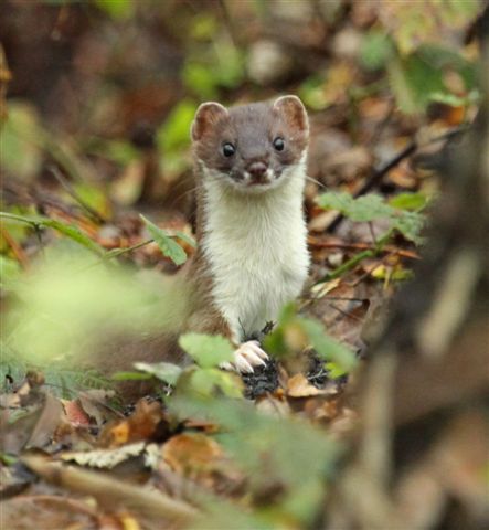 stoat