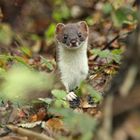 stoat