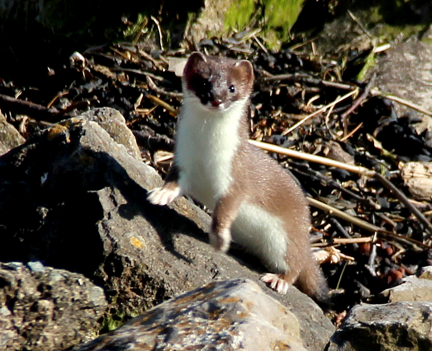 Stoat on the look-out