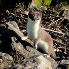 Stoat on the look-out