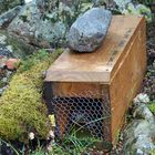 ..Stoat Trap..