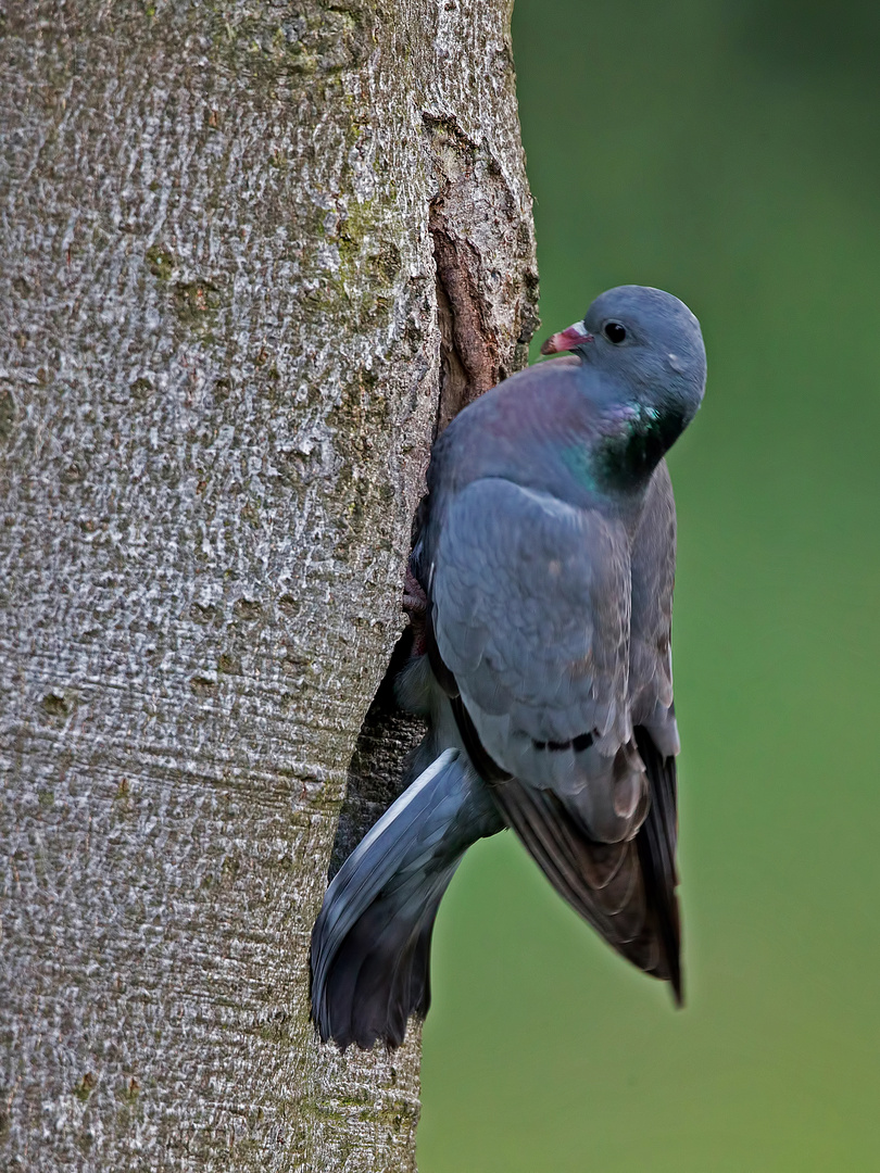 Stock Dove