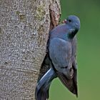 Stock Dove