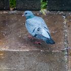 Stock Dove (columba oenas)-