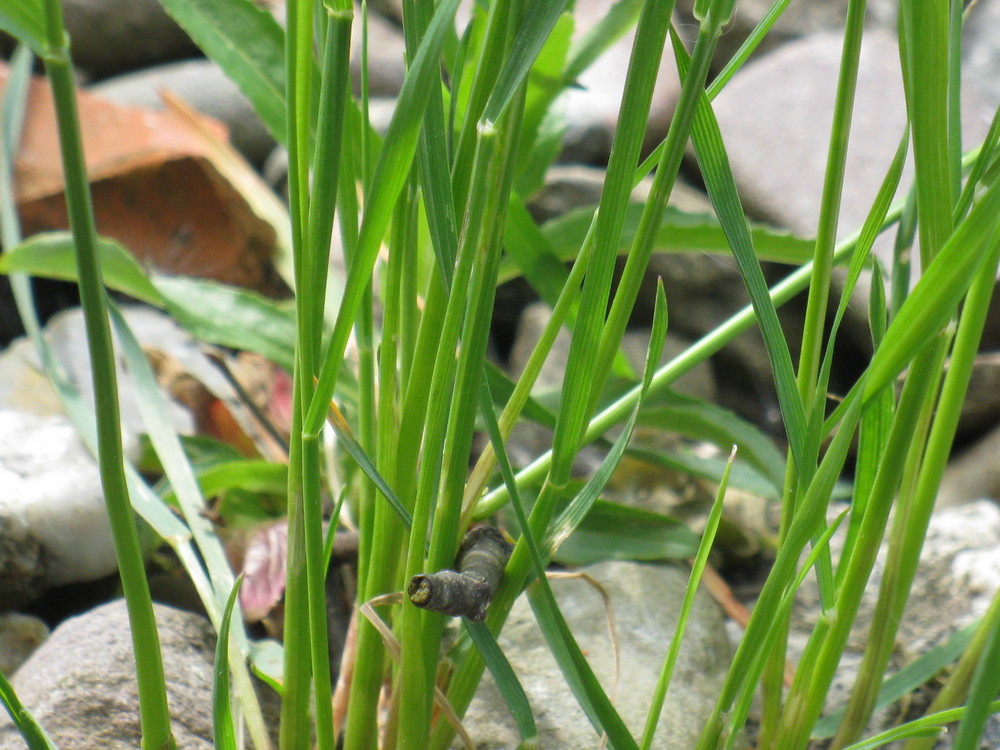 Stock im Gras