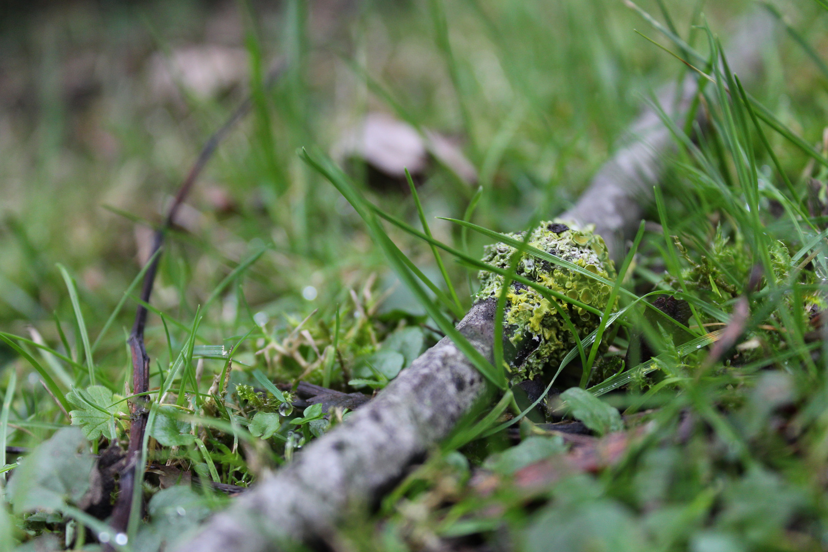 Stock im Gras